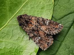 Attēlu rezultāti vaicājumam “Mamestra brassicae”