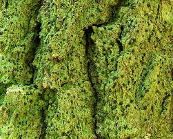 Attēlu rezultāti vaicājumam “Bacidia subincompta”