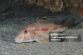 Image result for Mullus surmuletus