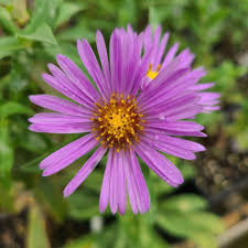 Attēlu rezultāti vaicājumam “Symphyotrichum novae-angliae flower”