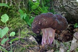 Attēlu rezultāti vaicājumam “Gyromitra”