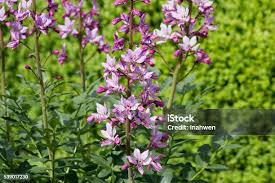 Image result for Diptam