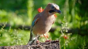 Attēlu rezultāti vaicājumam “Garrulus glandarius”