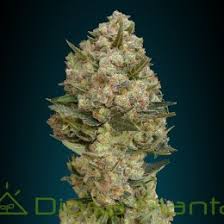 Resultado de imagen para la marihuana channel