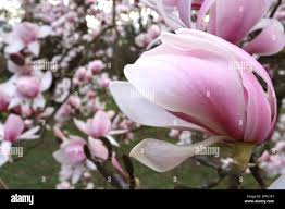 Attēlu rezultāti vaicājumam “Magnolia cylindrica”