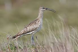 Attēlu rezultāti vaicājumam “Numenius phaeopus”