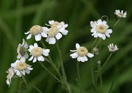 Image result for Achillea Ptarmica