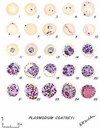 Attēlu rezultāti vaicājumam “Dianema depressum plasmodium”