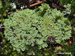 Attēlu rezultāti vaicājumam “Cladonia ochrochlora”