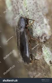 Attēlu rezultāti vaicājumam “Melandryidae”