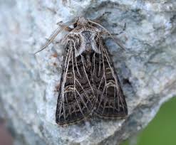 Attēlu rezultāti vaicājumam “Tholera decimalis female”