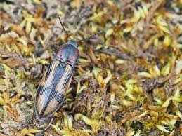 Attēlu rezultāti vaicājumam “Selatosomus cruciatus”