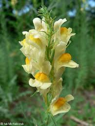Attēlu rezultāti vaicājumam “Linaria loeselii flower”