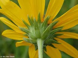 Attēlu rezultāti vaicājumam “Helianthus tuberosus flower”