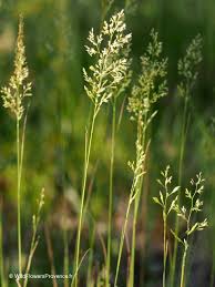 Attēlu rezultāti vaicājumam “Agrostis stolonifera subsp. straminea”
