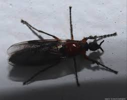 Attēlu rezultāti vaicājumam “Bibionidae female”