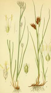 Attēlu rezultāti vaicājumam “Rhynchospora alba flower”