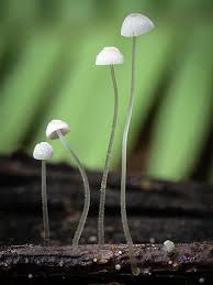 Attēlu rezultāti vaicājumam “Mycena belliarum”