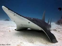 Image result for Rhynchobatus djiddensis