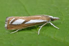 Attēlu rezultāti vaicājumam “Catoptria fulgidella”