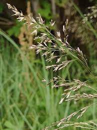 Attēlu rezultāti vaicājumam “Deschampsia cespitosa”