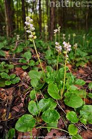 Attēlu rezultāti vaicājumam “Pyrola minor flower”