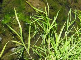 Attēlu rezultāti vaicājumam “Glyceria fluitans”