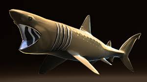 Image result for Cetorhinus maximus