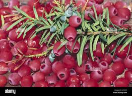 Attēlu rezultāti vaicājumam “Taxus baccata fruit”