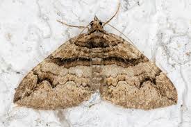 Attēlu rezultāti vaicājumam “Pareulype berberata”