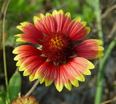 Image result for Gaillardia pulchella