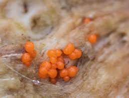 Attēlu rezultāti vaicājumam “Hemitrichia chrysospora young”