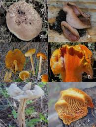 Attēlu rezultāti vaicājumam “Otidea onotica”