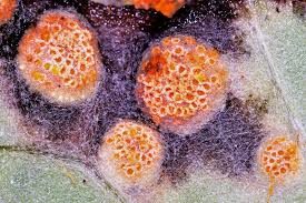 Attēlu rezultāti vaicājumam “Puccinia poarum”