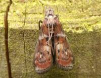 Attēlu rezultāti vaicājumam “Phycita roborella”