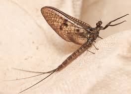 Attēlu rezultāti vaicājumam “Ephemera vulgata”