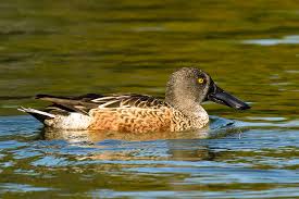 Attēlu rezultāti vaicājumam “Anas clypeata male”