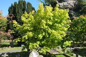 Attēlu rezultāti vaicājumam “Aesculus x neglecta”