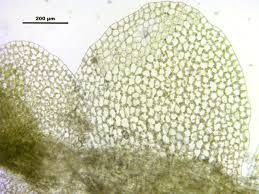 Attēlu rezultāti vaicājumam “Jungermannia hyalina”