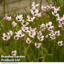 Attēlu rezultāti vaicājumam “Butomus umbellatus”