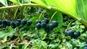 Attēlu rezultāti vaicājumam “Polygonatum multiflorum  fruit”