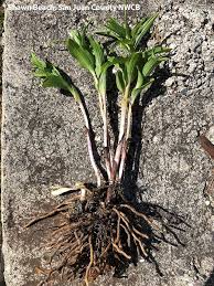 Attēlu rezultāti vaicājumam “Epipactis helleborine leaf”