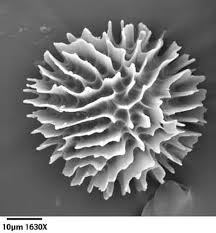 Attēlu rezultāti vaicājumam “Fossombronia wondraczekii spores”