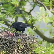 Attēlu rezultāti vaicājumam “Turdus viscivorus nest”