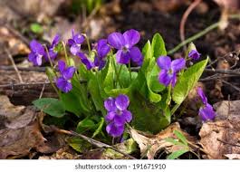 Attēlu rezultāti vaicājumam “Viola mirabilis leaf”