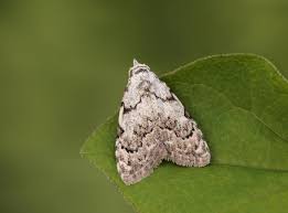 Attēlu rezultāti vaicājumam “Nola confusalis”