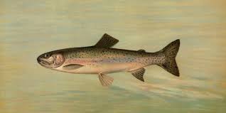 Image result for Squalius vardarensis