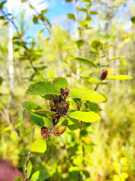Attēlu rezultāti vaicājumam “Betula humilis”