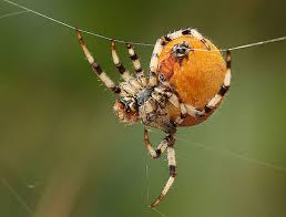 Attēlu rezultāti vaicājumam “Araneus quadratus male”