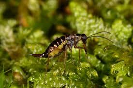 Attēlu rezultāti vaicājumam “Boreus”